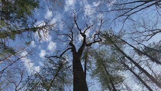 Warmer winters in Maine brought by climate change could spell disaster for loggers