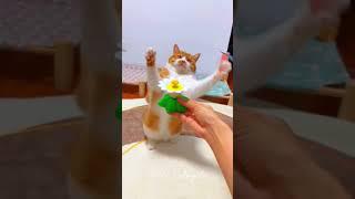 #cute #funny #ca#catmeow #trendingshorts #trending #viralvideo #newviral #catmeowing #catplaying