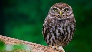 Little Owl Sounds and Pictures