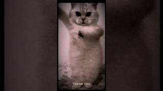 Кота слился настоящие демон и он танцует 