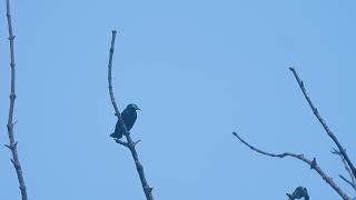 Purple Sunbird . Short video 4K-UHD Birds Photography | Wild Video | Wildlife Animals