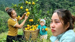 Full video 20 year old girl - building a farm, Harvesting fruits, cabbage, tomatoes, papaya for sale