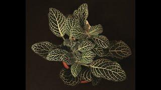 Fittonia Cultivars: Best of The Best by Larry Hatch (Cultivar.org)