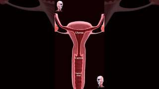 The female reproductive system uterus, fallopian tubes, and ovaries ️
