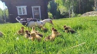 15 ducklings walks to the pond, background, slow tv, relaxing