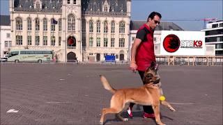 STSK9's UltimateControl® Dog Training System