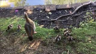 Andrew Toovey 5 simple piano pieces performed by Antony Gray with film of Egyptian Geese, Goslings.