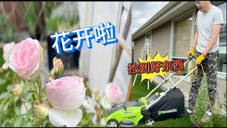 阿公捡漏开心 玫瑰都笑开花 阿婆种菜 做无糖豆沙【Garden Time 田园生活分享】2024 6