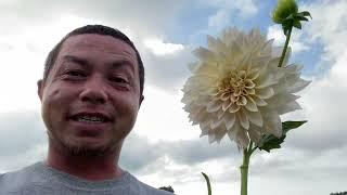 The truth about Cafe Au Lait Dahlias. (Color)