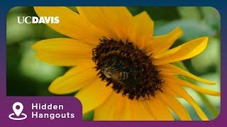 UC Davis Bee Haven | Hidden Hangouts