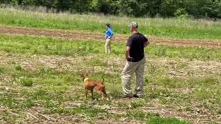 Bird Dog Competition!