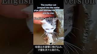 The mother cat jumped into the water pipe and rescued her kittens one by one. #cat #rescue #family