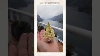 surh Rehman ️#allah #creator #quran
