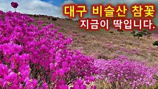 대구 달성 비슬산 참꽃 개화/비슬산 진달래/비슬산 자연휴양림/대견사