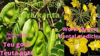 Teu gota|Teuta gota|Taora kanta tree|World largest dental harbal medicine tree| তাওড়া কাঁটা উদ্ভিদ।