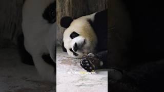 비를 피해 동굴 안에서 잠들었던 푸바오 모습, 잘자 아가야  #푸바오 #푸바오중국 #panda #선슈핑