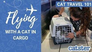 Flying with cats in cargo (what to expect and how to prepare)