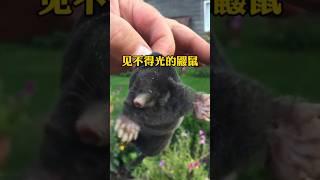 为什么鼹鼠会害怕光照？