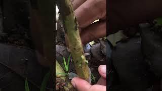 Guava Grafting Quick & Easy Technique for High Success Rate EP067#guava #guavafruits  #grafting