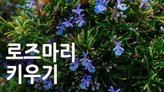 로즈마리 키우기 방법