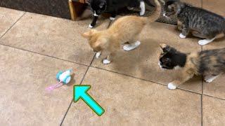 PETLIBRO Pixie Obstacle Detecting Robotic Mouse for Cats  Gadgetify