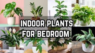 16 *Rare Indoor Plants for Bedroom | Air Purifying Bedroom Plants as Per Vastu | That Garden Girl