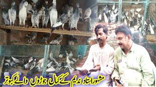 Ustad Nadeem ke Breeder Kabootar || Breeder Pigeons || Pola G Pigeon Club