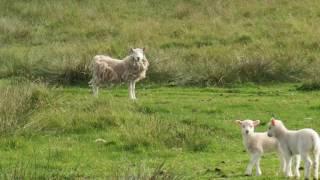 Shetland Tweed Research Project