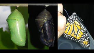 Monarch butterfly coming out of the chrysalis in my hand