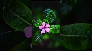 THIS IS PHOTO EDITING VIDEO || NATURAL  PHOTOGRAPHY || EDIT BY ME ARMAN LUGUN #photography #viral