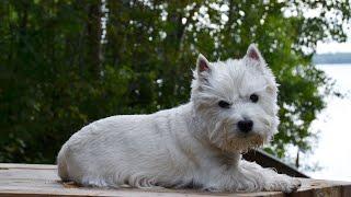 How to Choose the Best Toys for Your West Highland White Terrier