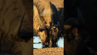 Wildebeest Drinking Water  Wincent   VRDvv #wildlife #nature #wildebeest