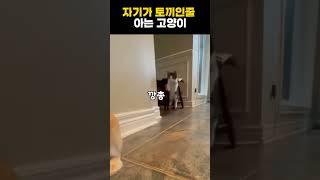 자기가 토끼인줄 아는 고양이