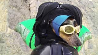 World's First Wingsuit BASE Jumping Dog