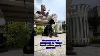 Перші кроки соціалізації цуцика. Перші кроки #puppy #цуценя