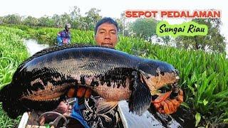 PANEN IKAN TOMAN BABON DI SUNGAI PEDALAMAN RIAU.!! MANCING CESTING TOMAN