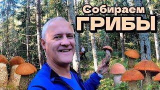 Собираем Грибы! Много подосиновиков! Хорошие грибные места | Латвия