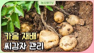 [농업기술동영상] 가을 재배 씨감자 관리