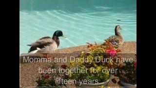 Ducks In My Pool   by Sandra Kent   A Children's Story