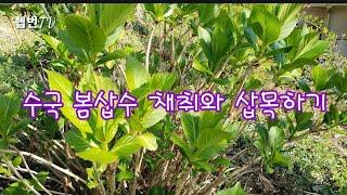  Tip of the day  수국 봄삽수 채취와 삽목하기  민화작가의 뜨락