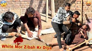 Ya Mini Zoo Mian ino Ny Kiya Kr Diya