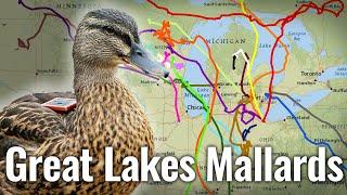 Mallard Movement in the Great Lakes: What Duck Hunters Need To Know