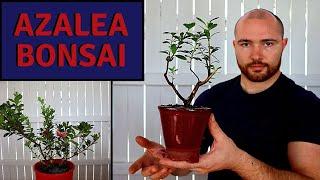 Making a new clip and grow Azalea Bonsai from Nursery Stock | When to repot Azalea Bonsai