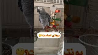 آهنگ عاشق منه از فتانه رو میخونه️#parrot #budgie #birds