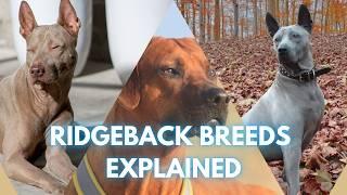 Discover the Ridgebacks: Thai, Rhodesian & Phu Quoc Ridgeback Origins and Genetics