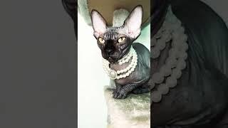 Лысая кошка сфинкс Sphynx cat готовится спать