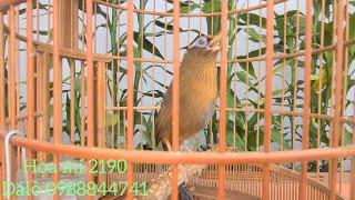 Họa mi đẹp hót hay nhiều giọng