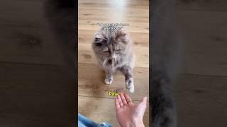 Everyone was SURPRISED that our Cats can do tricks