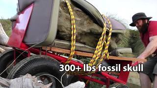 Fossil hunter discovers a 300+ pound fossil skull