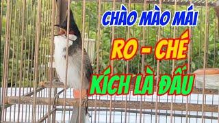 chim chào mào mái siêu kích trống, nghe ức chế hót theo #dammechimchaomao #capcut #chaomao